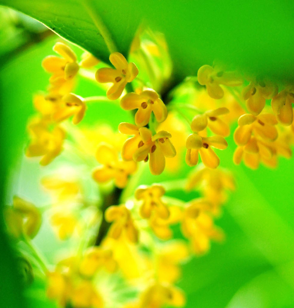 唯美桂花美图图片