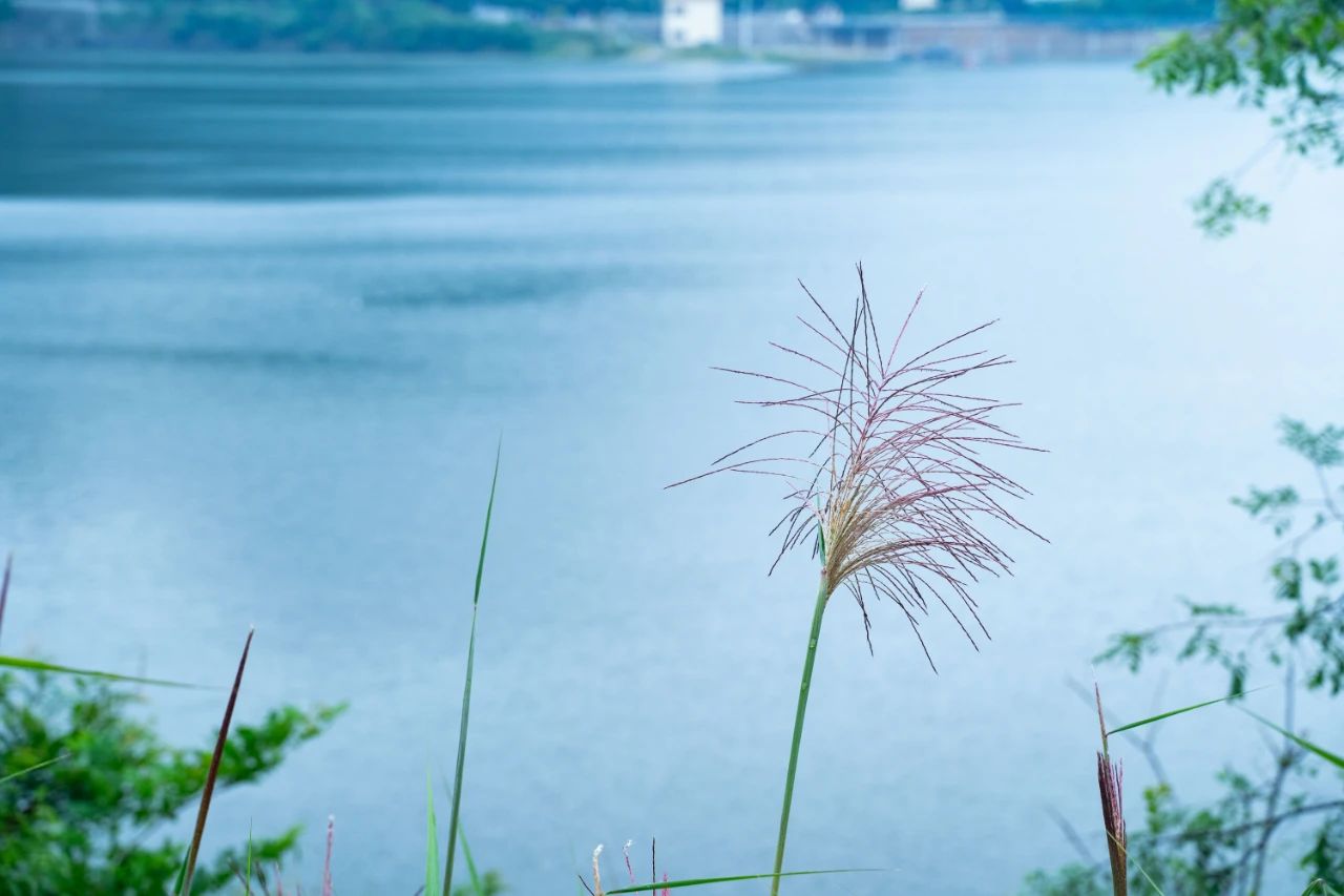 20首微雨诗词，雨落长空，打湿了谁的思念