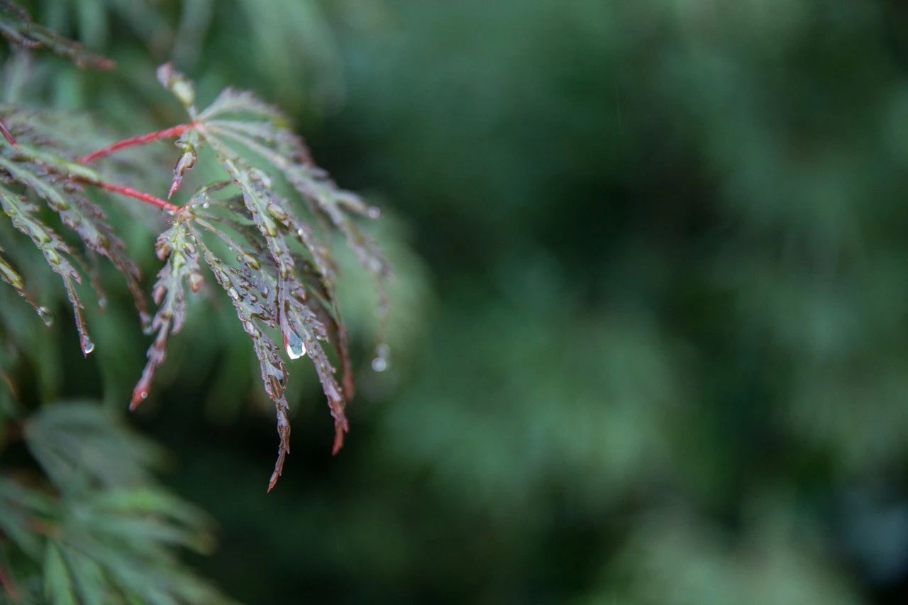 20首微雨诗词，雨落长空，打湿了谁的思念