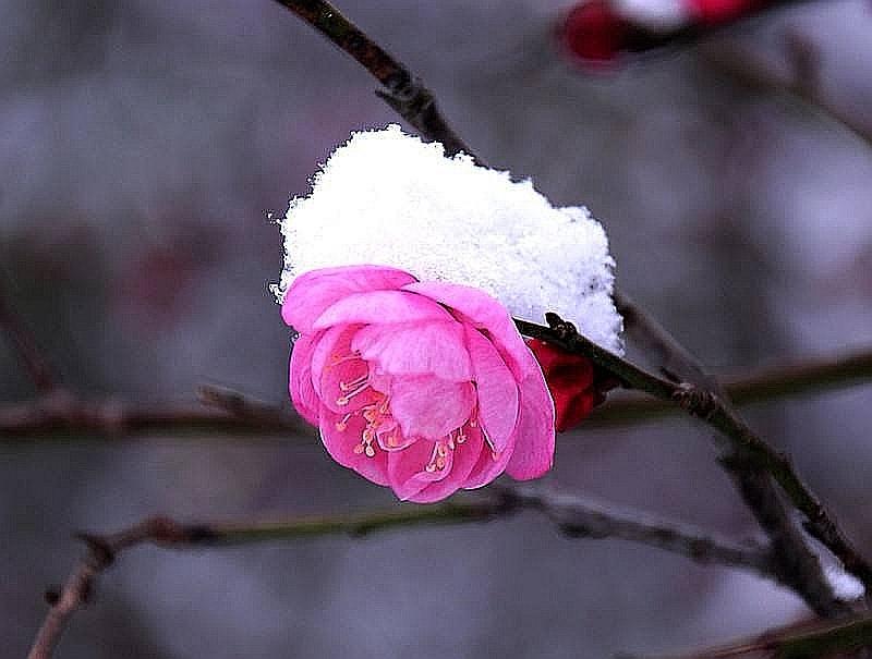 雪梅古诗（原文 翻译及赏析）