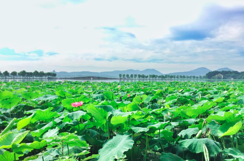 接天莲叶无穷碧映日荷花别样红（诗句出处和全诗赏析）