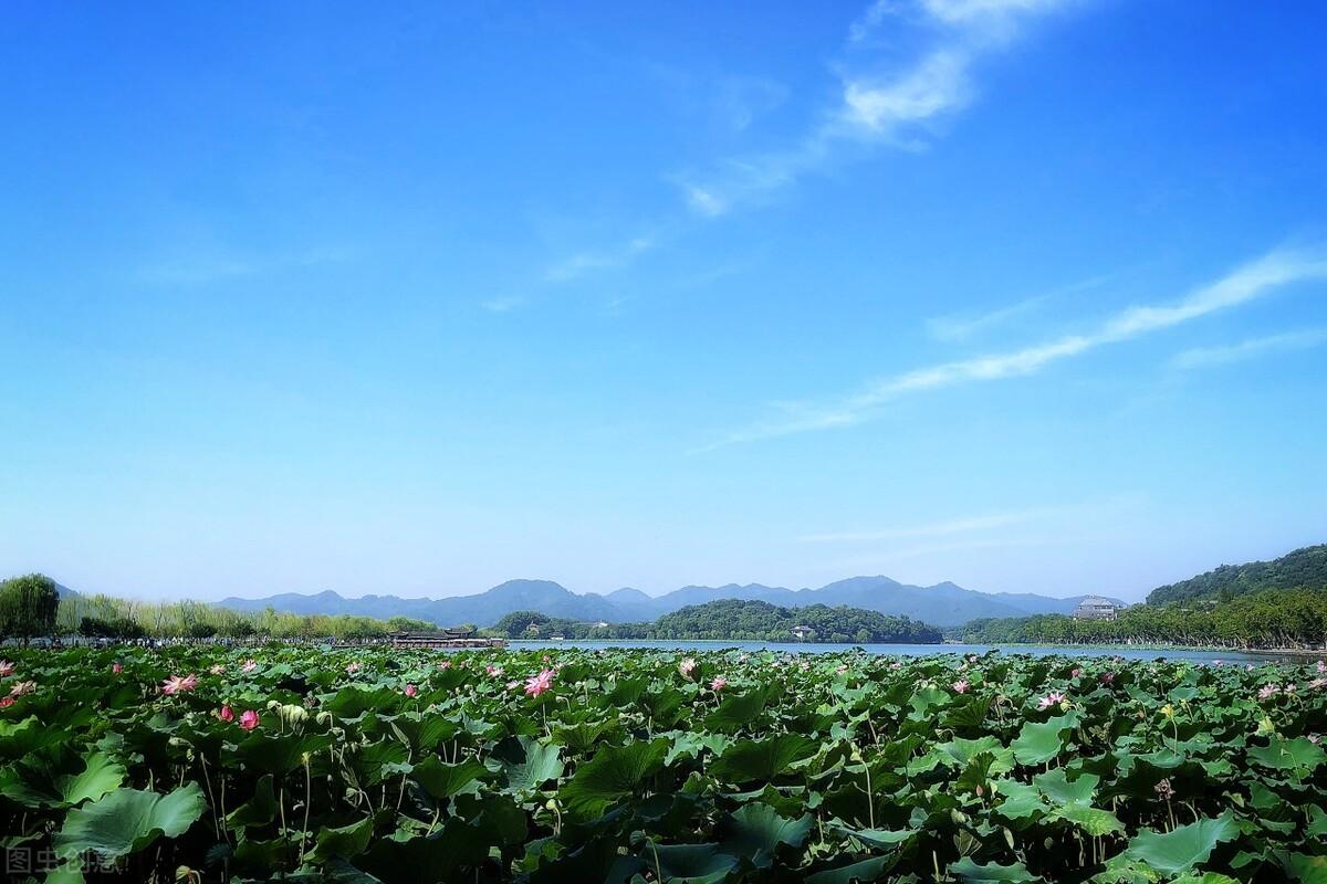 接天莲叶无穷碧 映日荷花别样红（诗句出处和全诗赏析）