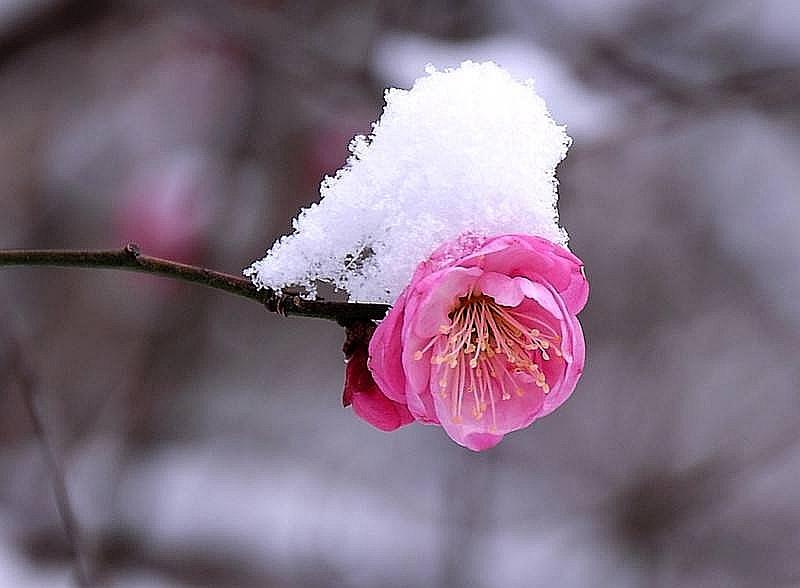 雪梅古诗（原文 翻译及赏析）