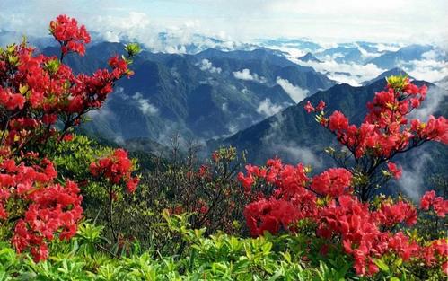 宣城见杜鹃花（原文 翻译及赏析）