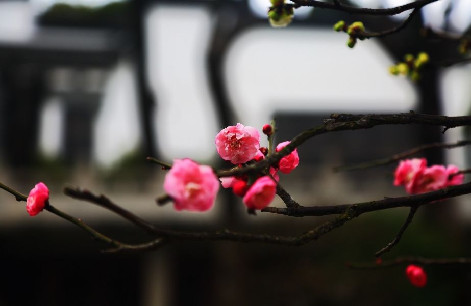 咏梅诗词（十首梅花诗词，欣赏诗中的花中之魁）