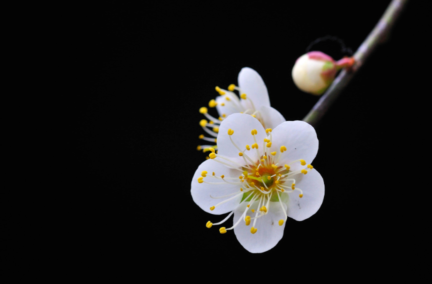 赞美梅花的诗句（十二首赏梅的诗词，欣赏怒放的梅花）