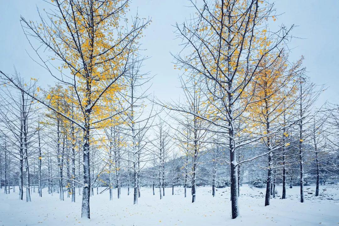 写雪的诗句（20句写雪诗词，让你知道雪有多美）