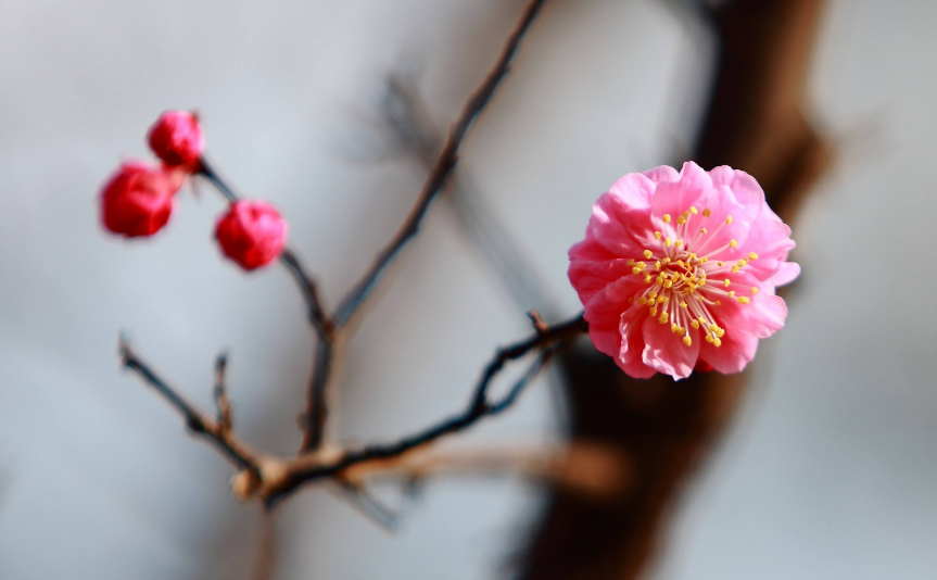 咏梅诗词（十首梅花诗词，欣赏诗中的花中之魁）