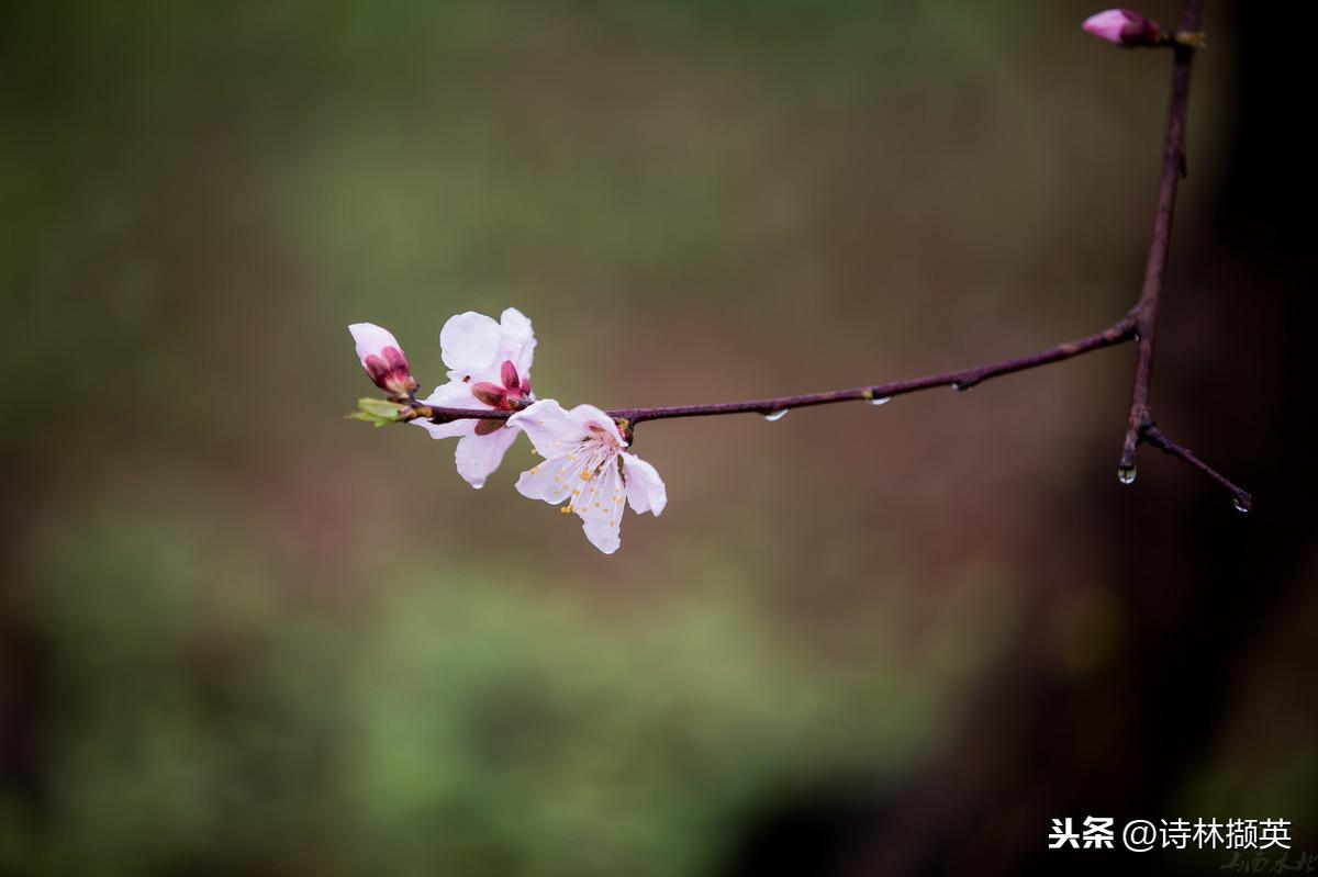 春雨的诗句（30句春雨的诗句，描绘美丽的春天）