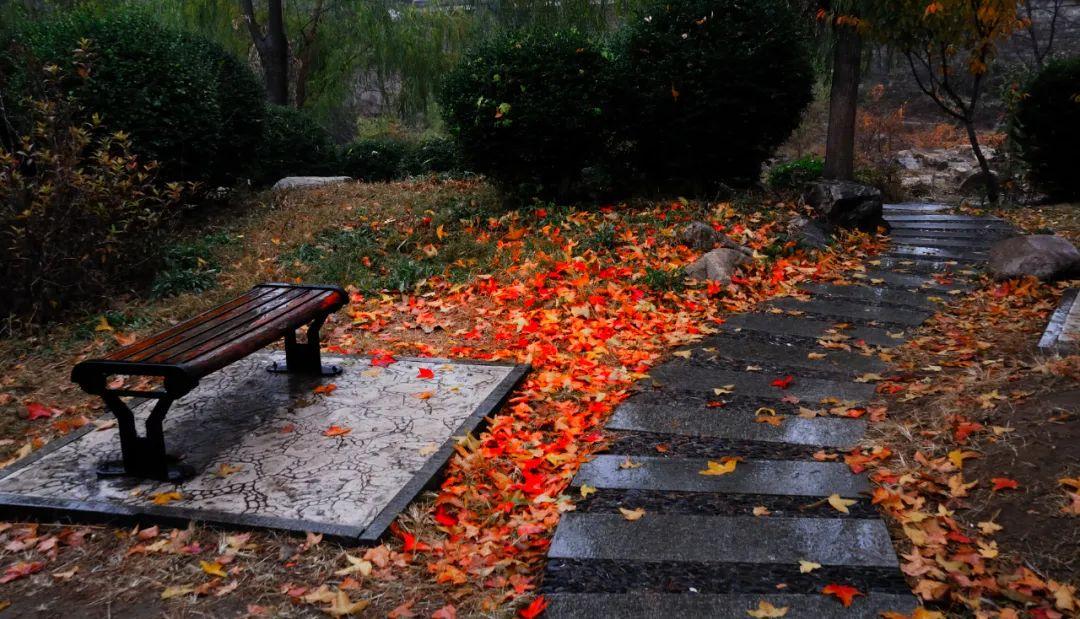 秋雨的诗句（10首秋雨诗词，清秋有梦，雨落成诗）