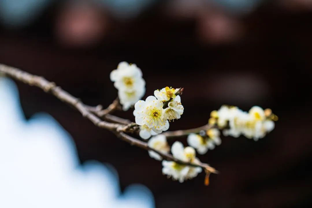 踏青的诗词（18首踏青诗词，许你一场浪漫相遇）