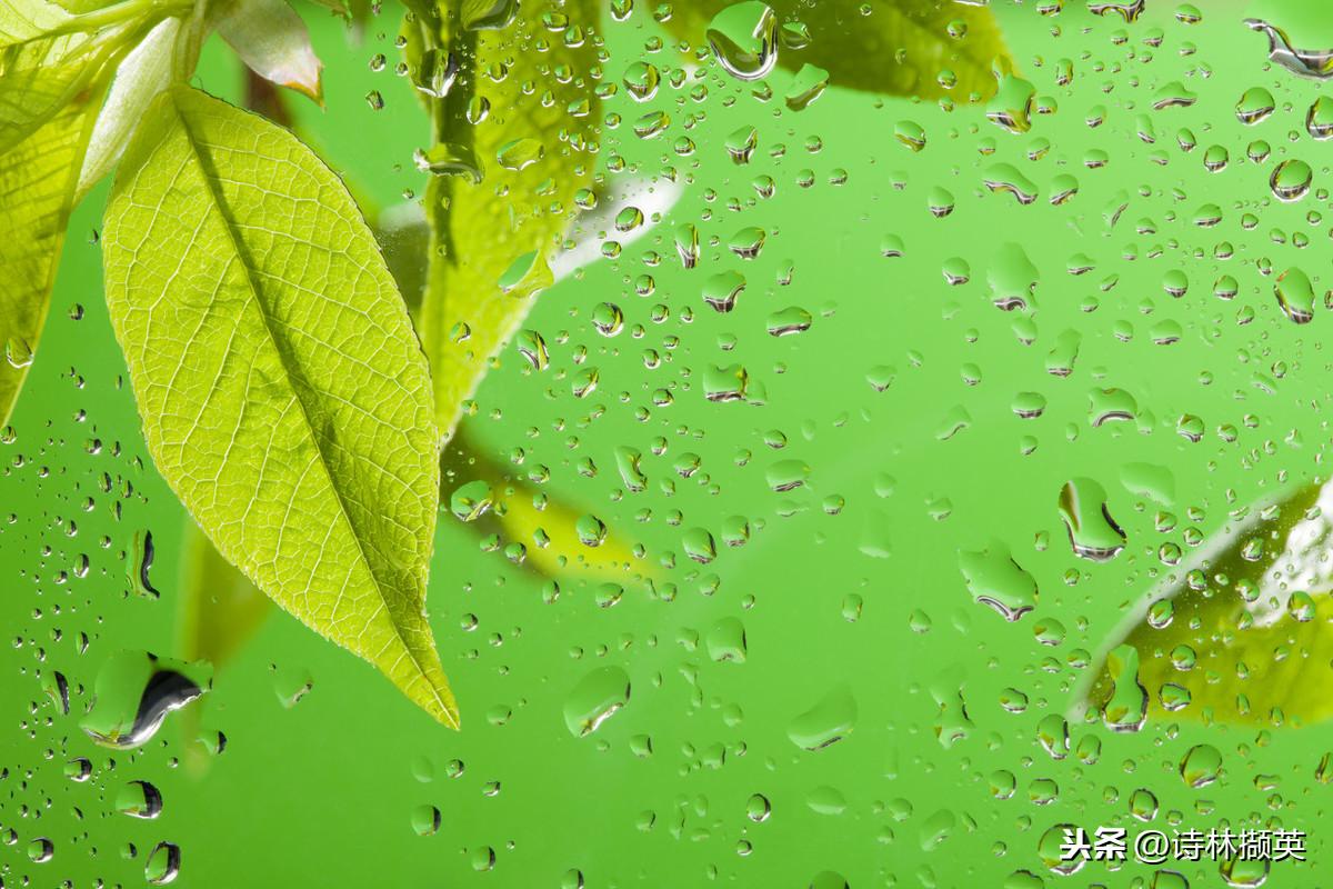 春雨的诗句（30句春雨的诗句，描绘美丽的春天）