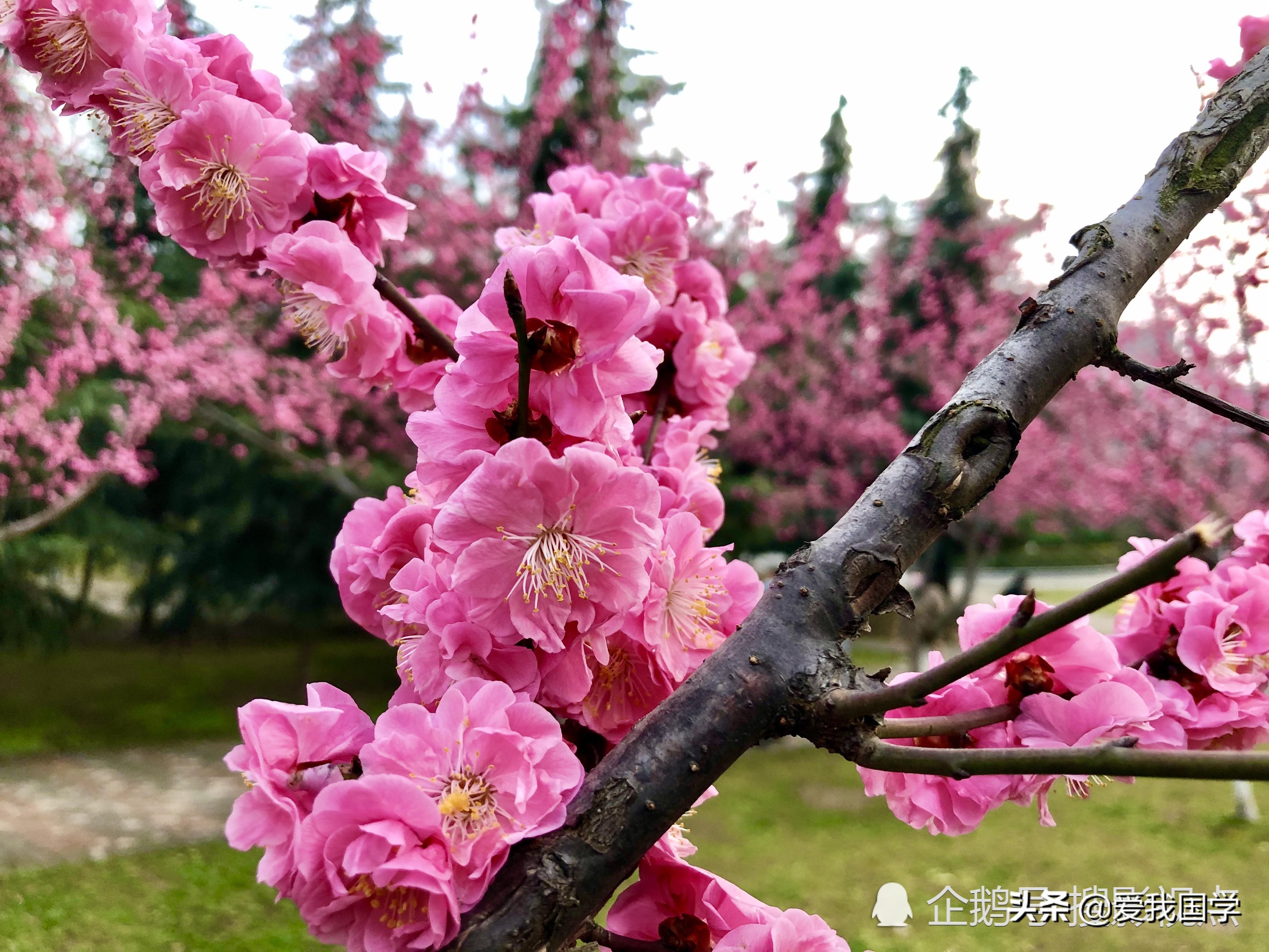 赞美梅花的古诗（咏梅最美古诗词100首）