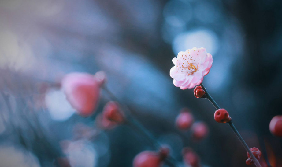 赞美梅花的诗句（十二首赏梅的诗词，欣赏怒放的梅花）