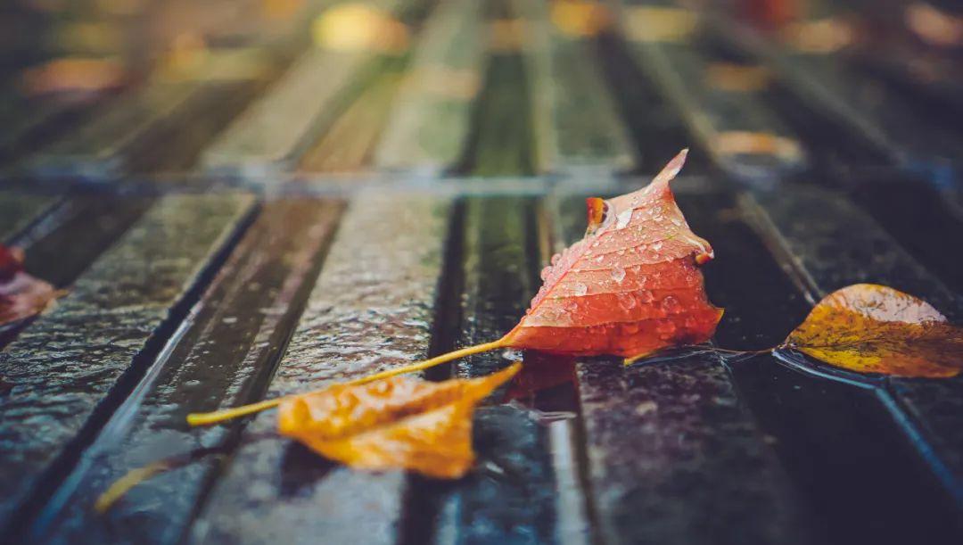 秋雨的诗句（10首秋雨诗词，清秋有梦，雨落成诗）