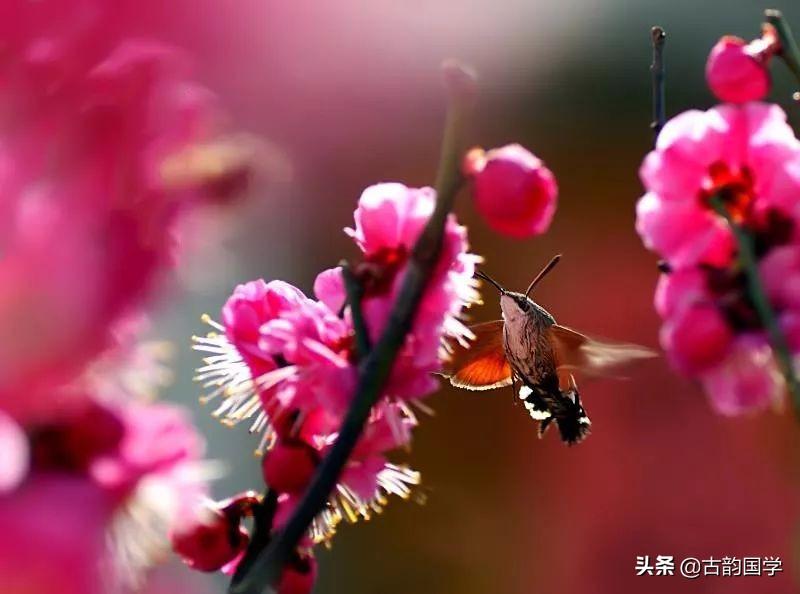 梅花的古诗（10首梅花诗词，傲雪迎风）