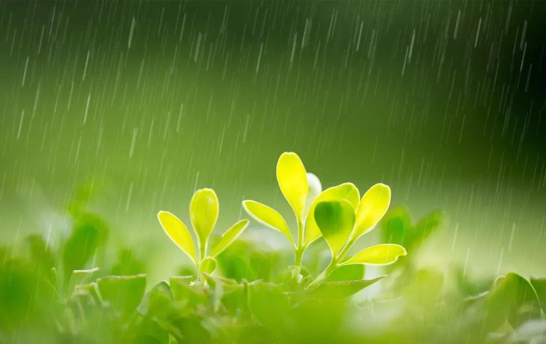 描写春雨的诗句（20首春雨诗词，春雨过万物皆清明）