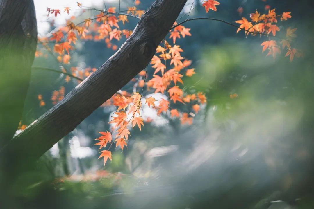 有关秋天的诗句（10首昂扬的秋日诗词，治愈了整个秋天）