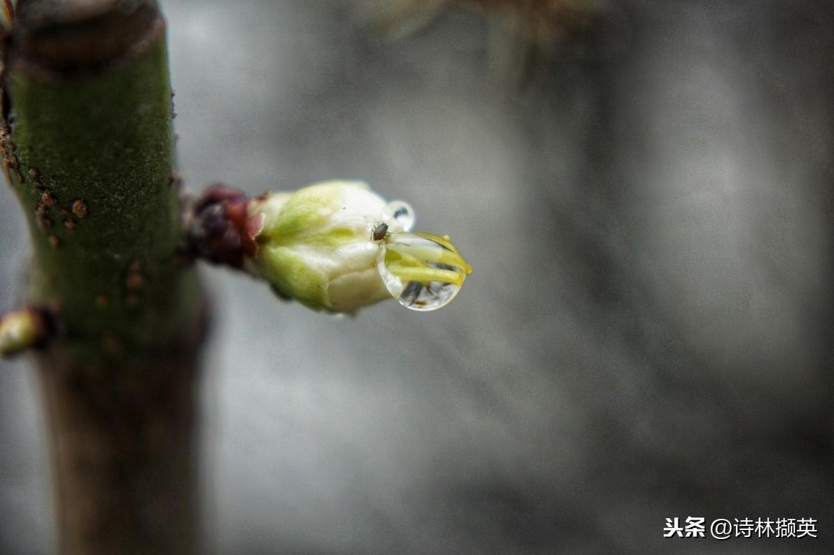 春雨的诗句（30句春雨的诗句，描绘美丽的春天）