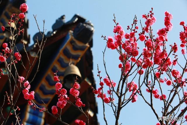 梅花古诗10首（看一看梅花古诗有多美）