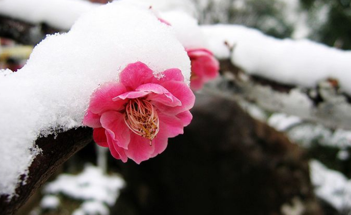 关于梅花的诗句（十首红梅的诗词，梅花朵朵放光彩）