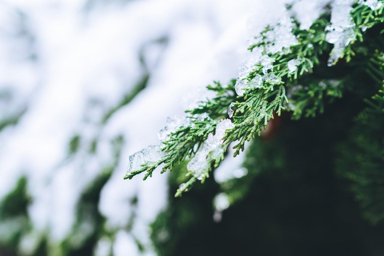 咏雪的古诗文（16首经典咏雪诗词，冬如画，雪如诗）