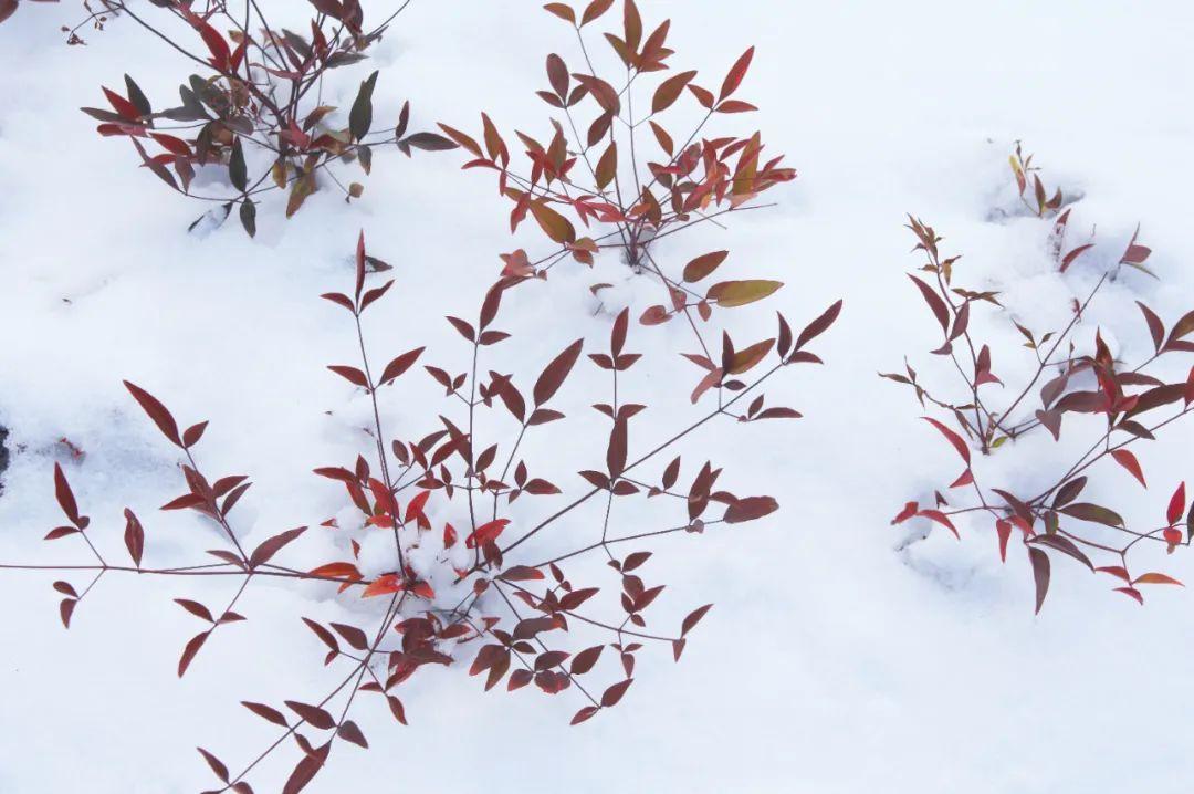 关于冬雪的诗句（10首咏雪诗词，唯美了整个冬天）