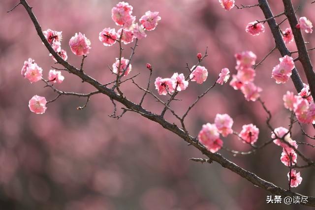 关于梅花的古诗（10首诗词尽显梅花有多美）