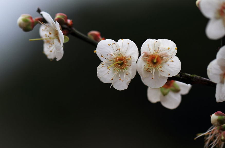 赞美梅花的诗句（十二首赏梅的诗词，欣赏怒放的梅花）