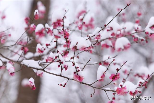 关于梅花的古诗（10首诗词尽显梅花有多美）