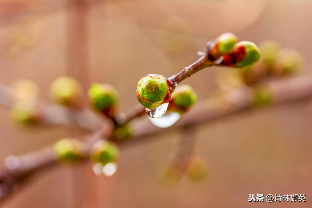 春雨的诗句（30句春雨的诗句，描绘美丽的春天）