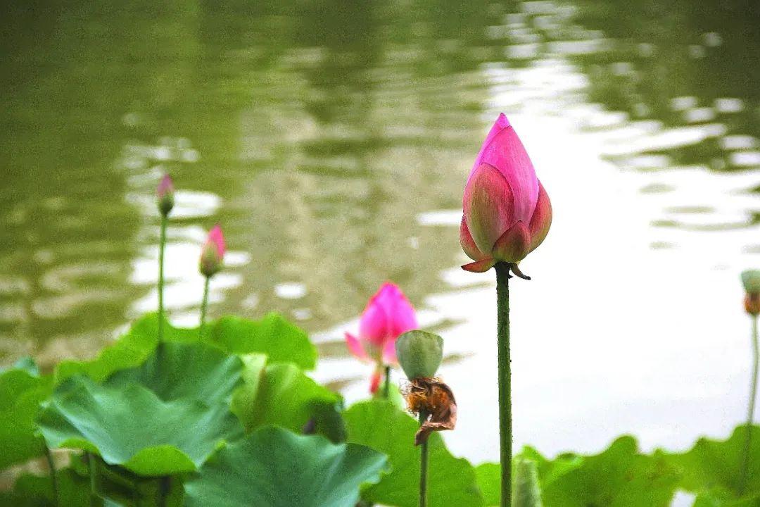 夏至诗句（10首最美夏至诗词，温柔了整个夏天）