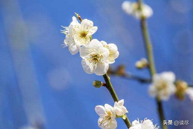 关于梅花的古诗（10首诗词尽显梅花有多美）