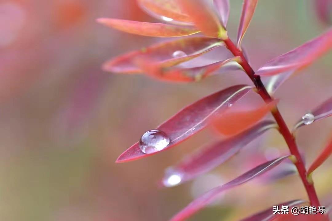 白露诗词（5首唯美白露诗词，愿君秋日安康）