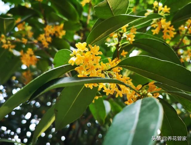 赞美桂花香的诗句（20首咏桂花诗词，秋意浓，十里桂花香）