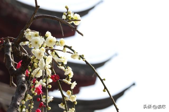 梅花古诗10首（看一看梅花古诗有多美）