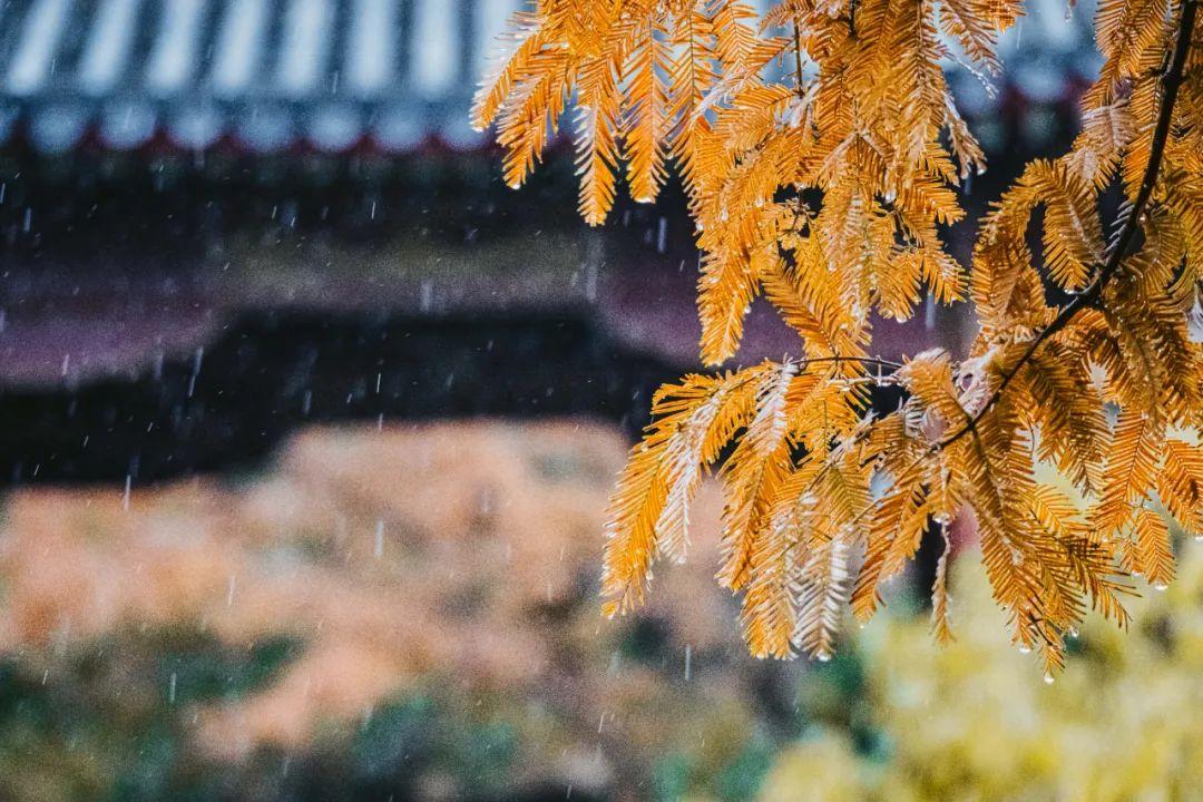 秋雨的诗句（10首秋雨诗词，清秋有梦，雨落成诗）