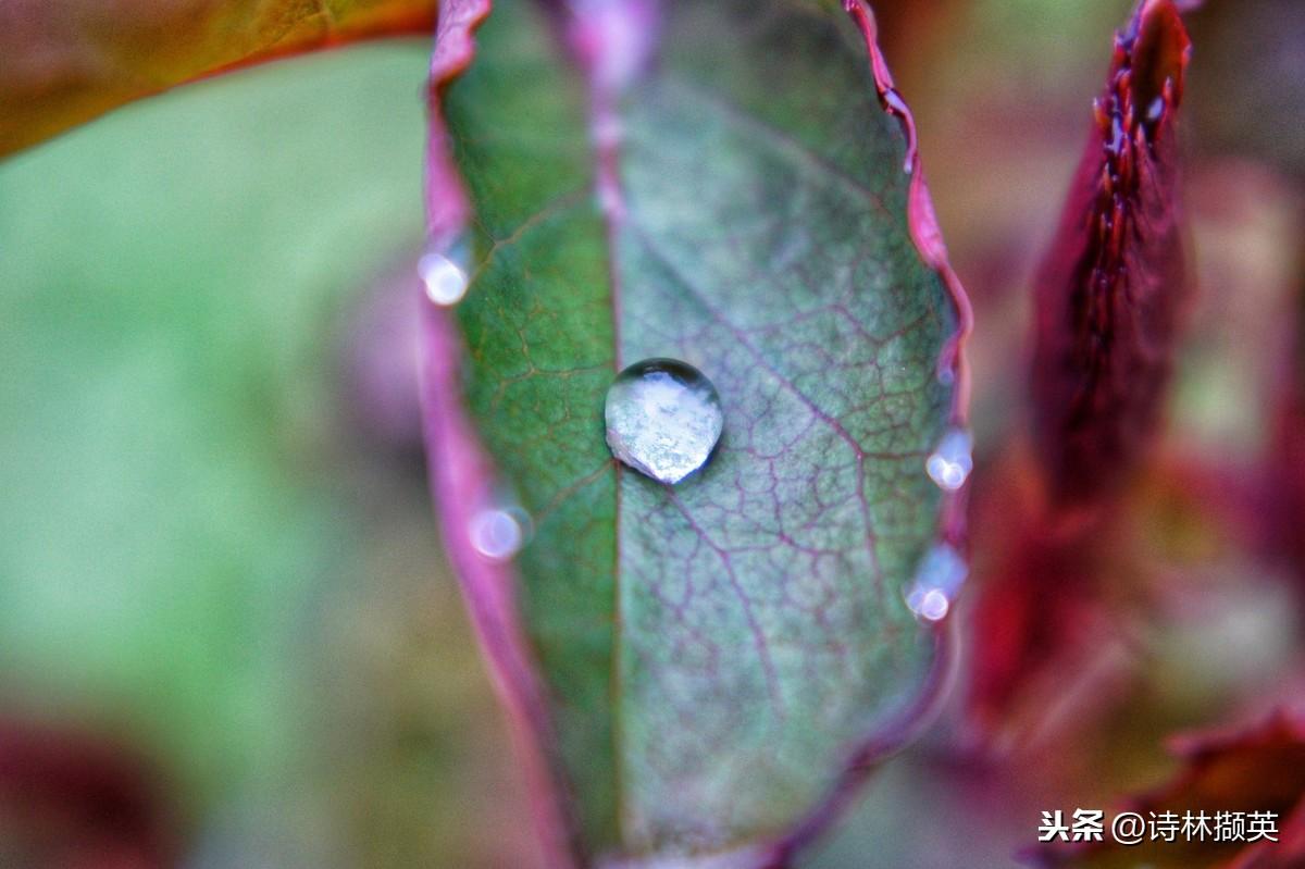 春雨的诗句（30句春雨的诗句，描绘美丽的春天）