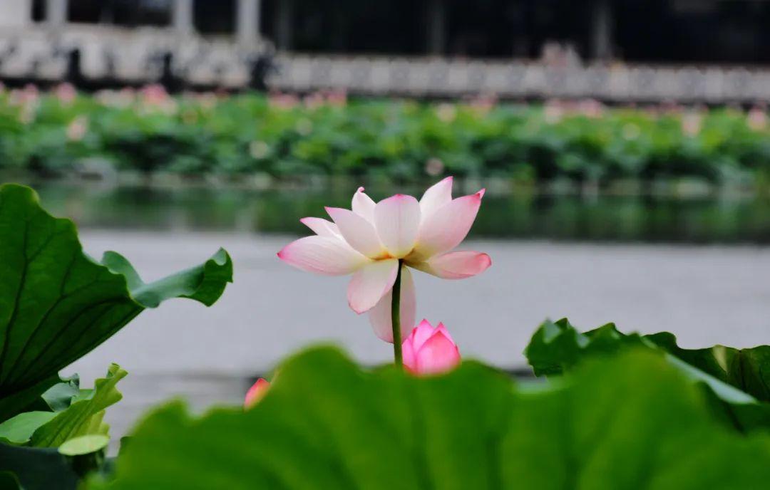 夏至诗句（10首最美夏至诗词，温柔了整个夏天）