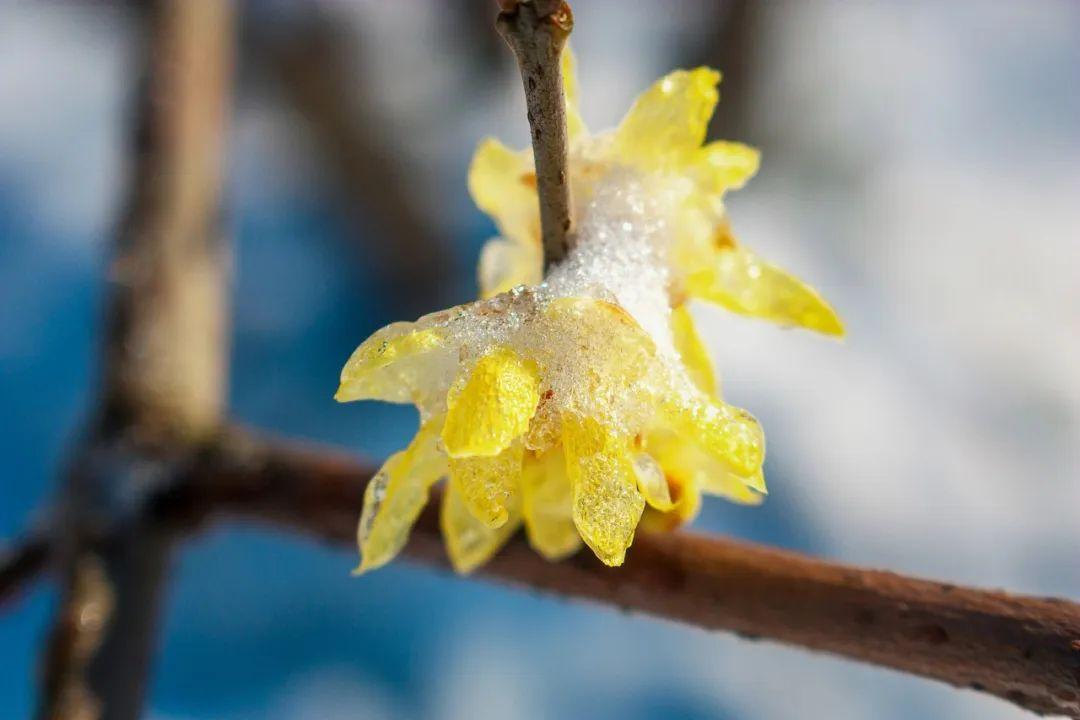 形容雪的诗句（36首冬雪诗词，带你感受冬日的雪）