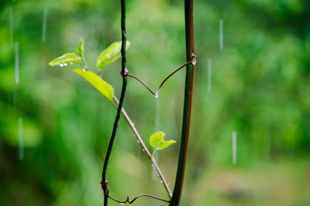 有关雨的诗句（8首最美的春雨诗词）