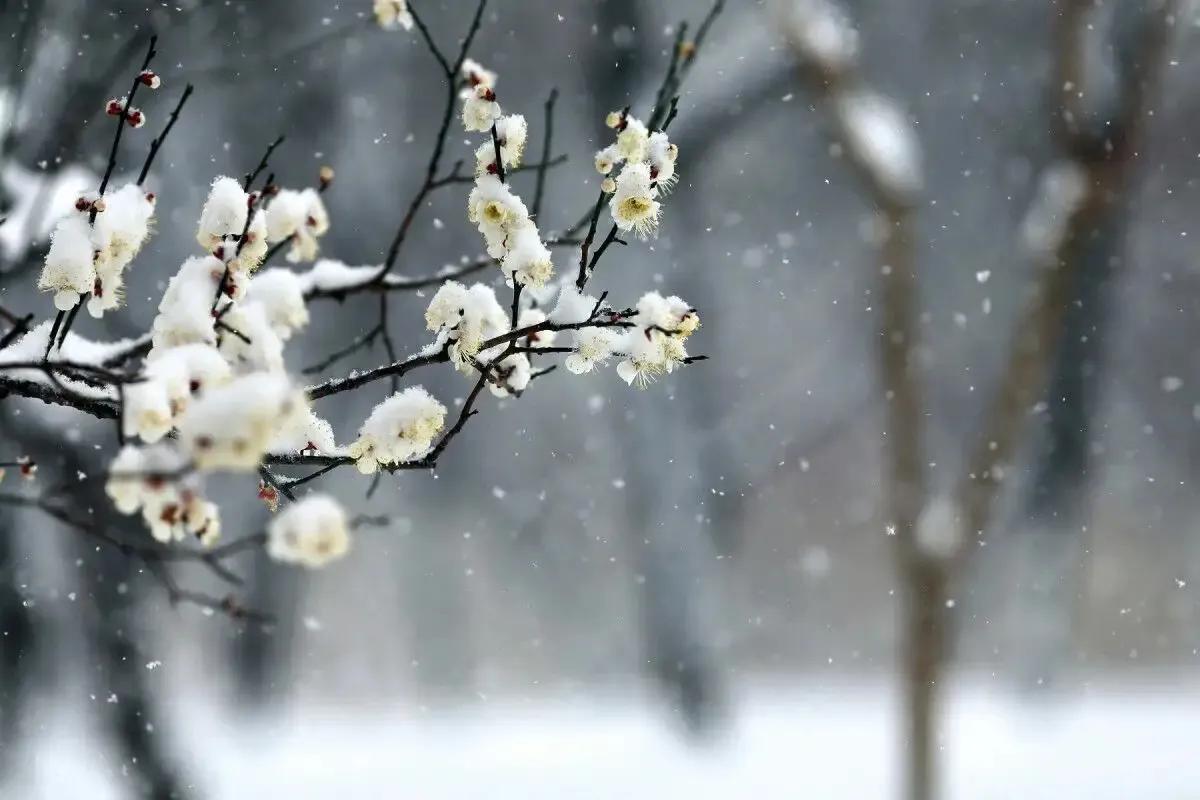 描写雪花的诗句（咏雪古诗词六首，不是人间富贵花）