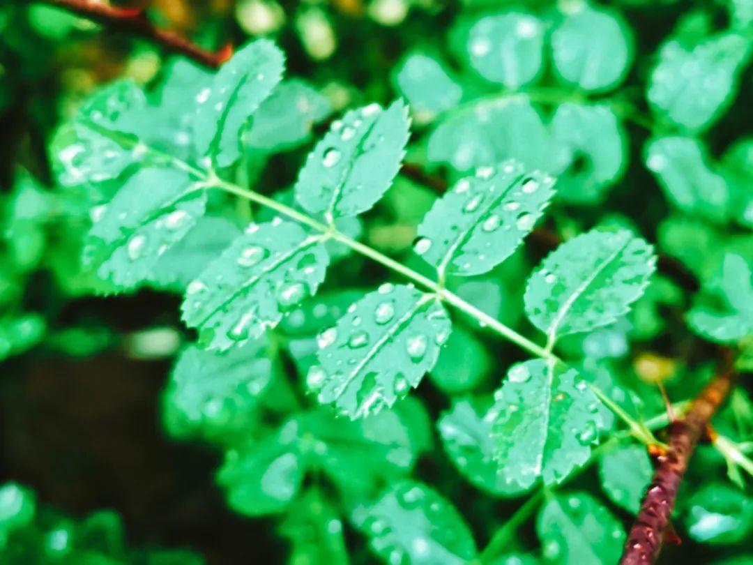 有关雨的诗句（8首最美的春雨诗词）