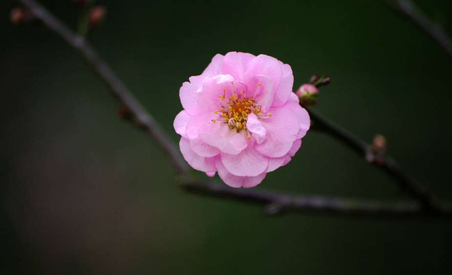 赞美梅花的诗句（十二首赏梅的诗词，欣赏怒放的梅花）