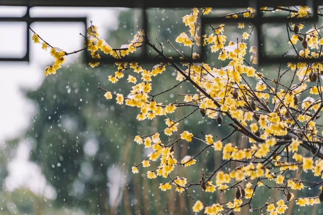 雪诗词（100句雪诗词，遇见最美冬天）