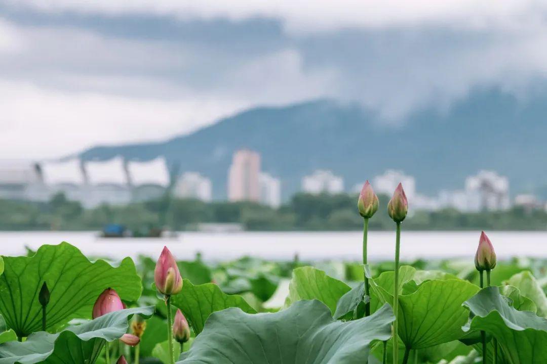 小暑诗句（10首最美小暑诗词，遇见最美夏日时光）