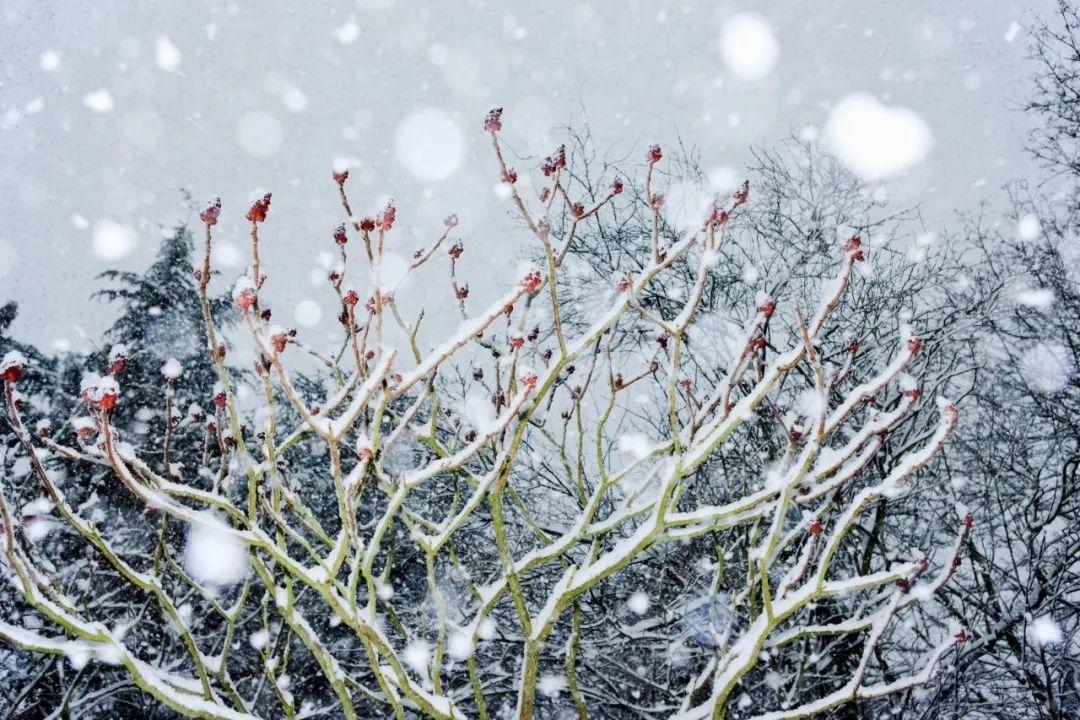 雪花的诗句（36首冬雪诗词，不自觉地赞美雪）