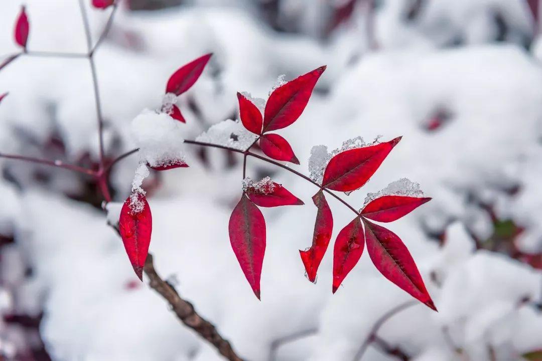 雪诗词（100句雪诗词，遇见最美冬天）