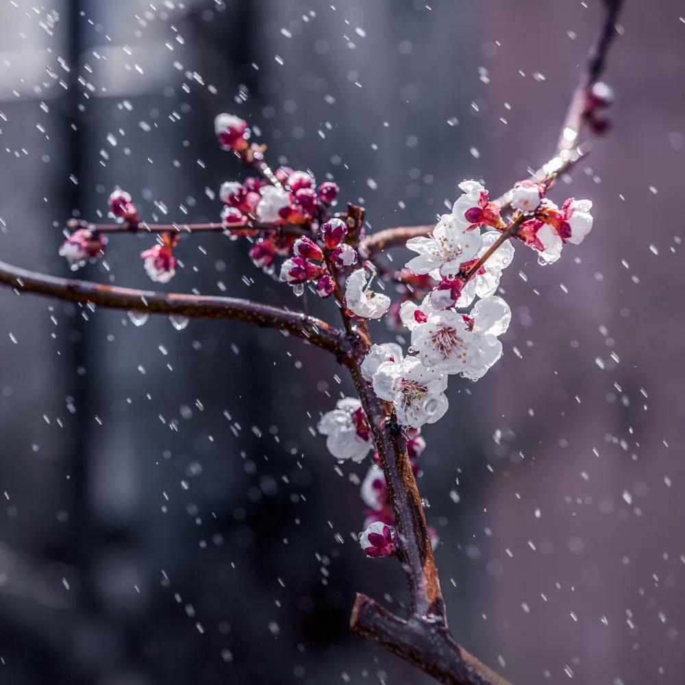 小楼一夜听春雨（诗句出处和全诗赏析）