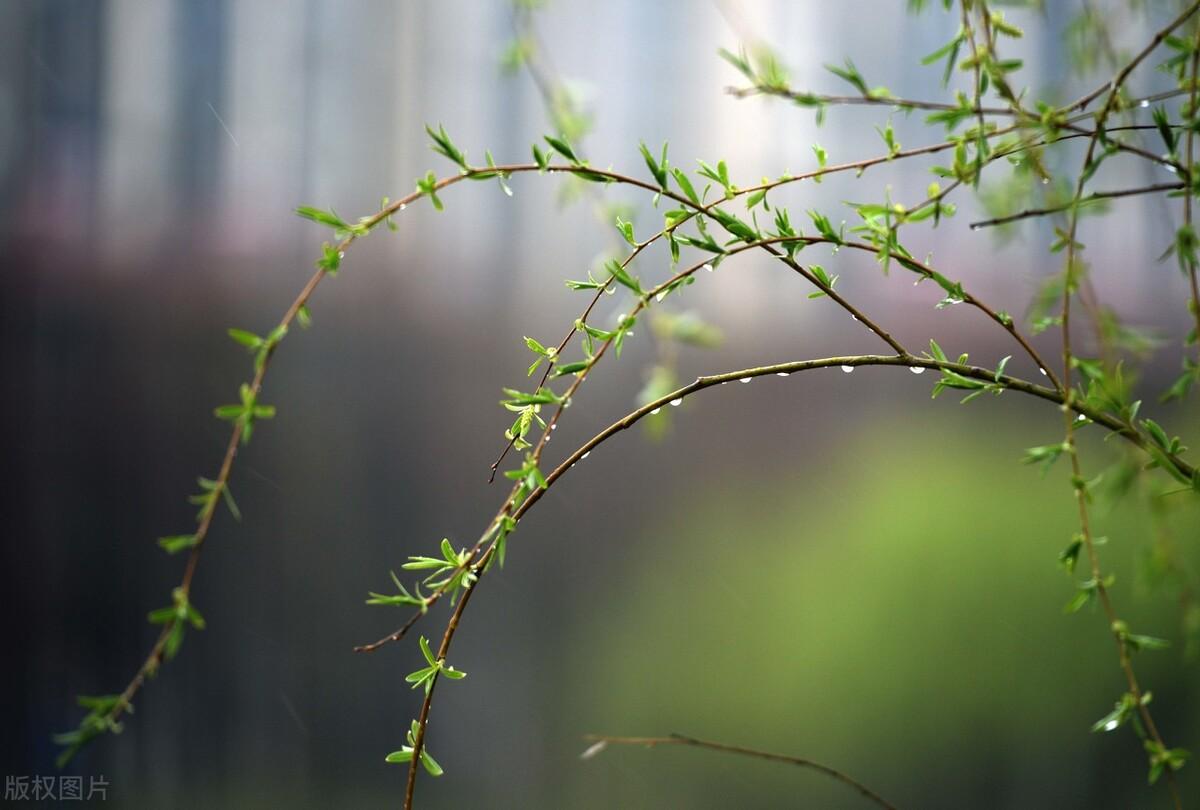 雨水节气的诗词（6首雨水节气的古诗词）